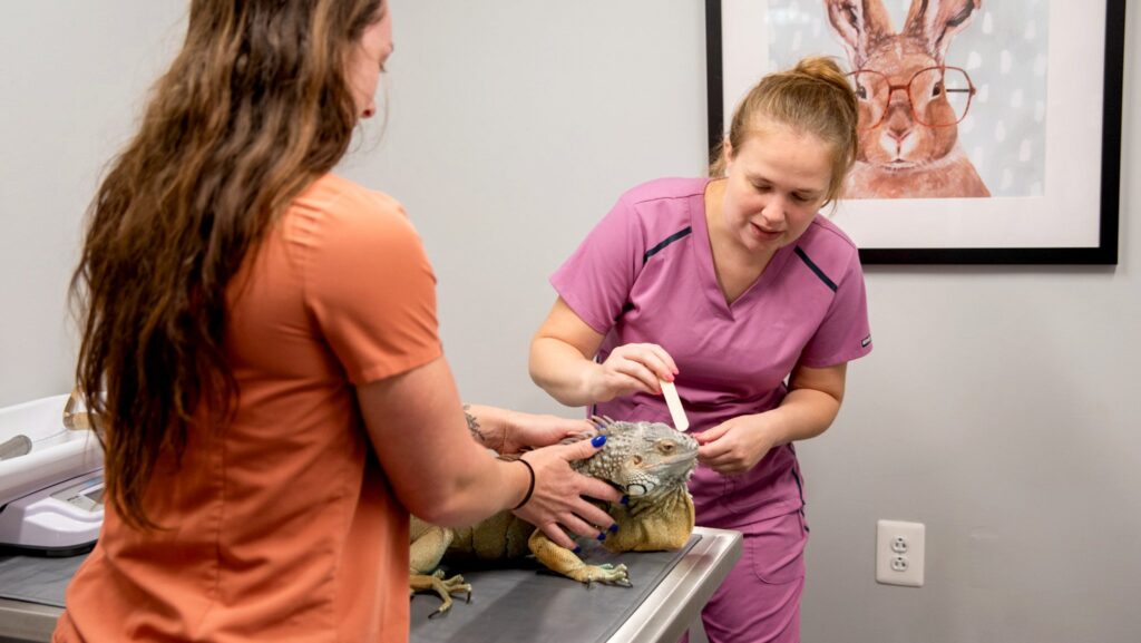 Exotic Pet Care at Ark Veterinary Hospital