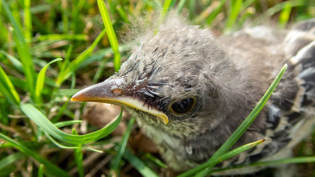 Nesting Season Is Here: Simple Ways to Welcome Bird Families Home