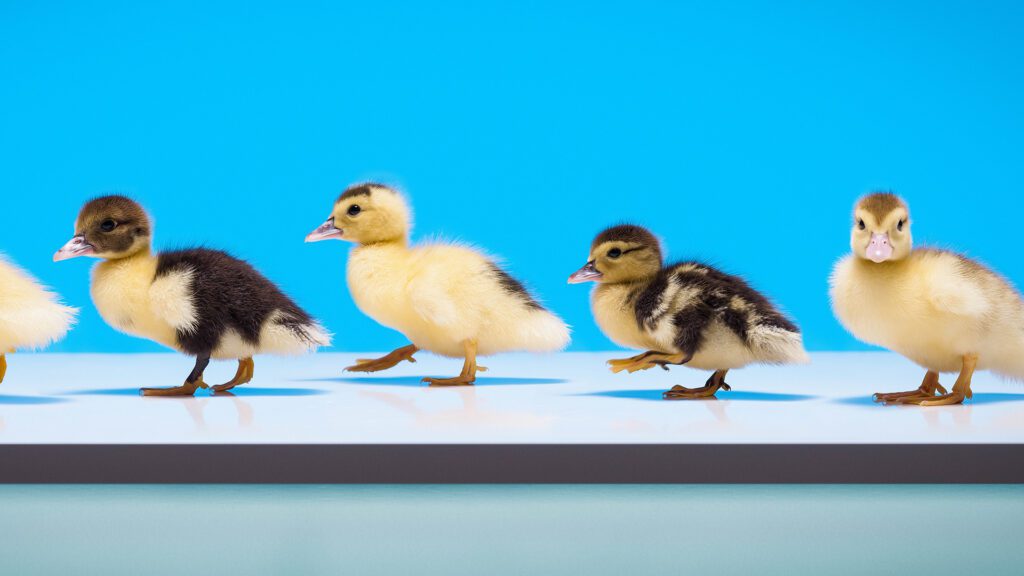 Spring is Here – Time to Get Your Home Ducks in a Row
