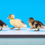 Spring is Here – Time to Get Your Home Ducks in a Row