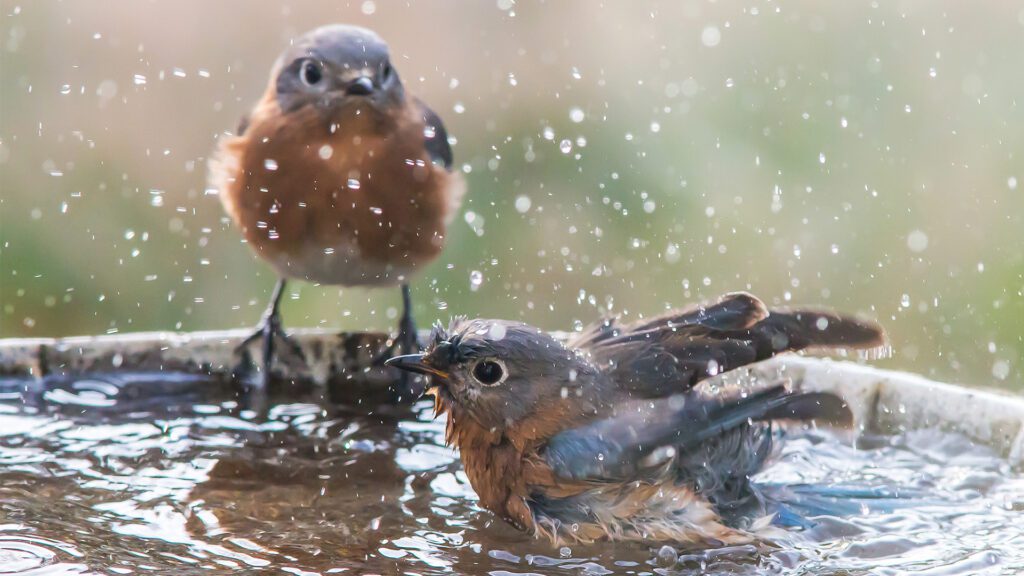 Why Every Backyard Needs a Bird Bath