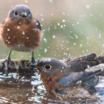 Why Every Backyard Needs a Bird Bath