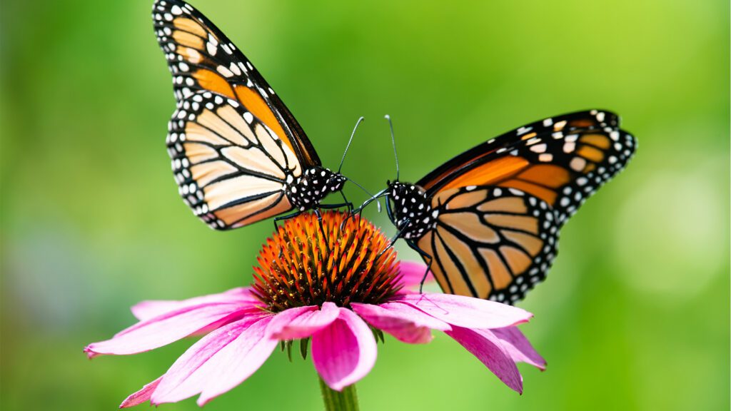 At Sidwell Garden, Every Day is Earth Day