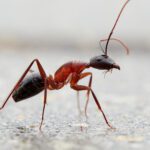Odorous House Ants, aka. Sugar Ants – The Same Pest