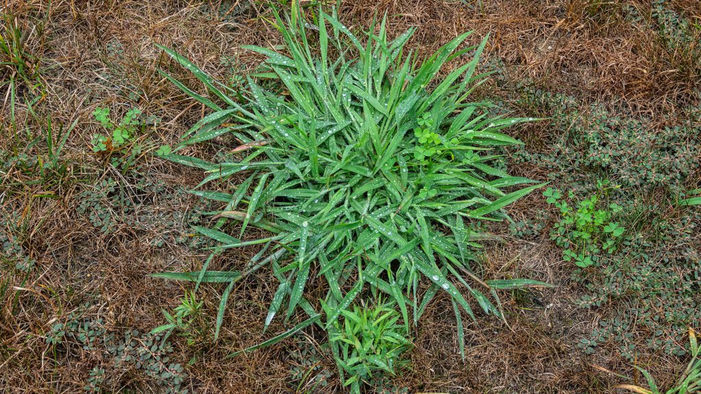 Preventing Crabgrass In Your Lawn