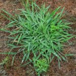 Preventing Crabgrass In Your Lawn