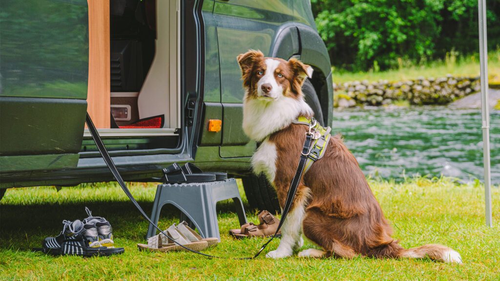 Spring Reset: Preparing Your Pet for Warmer Months and Travel Season