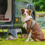 Spring Reset: Preparing Your Pet for Warmer Months and Travel Season