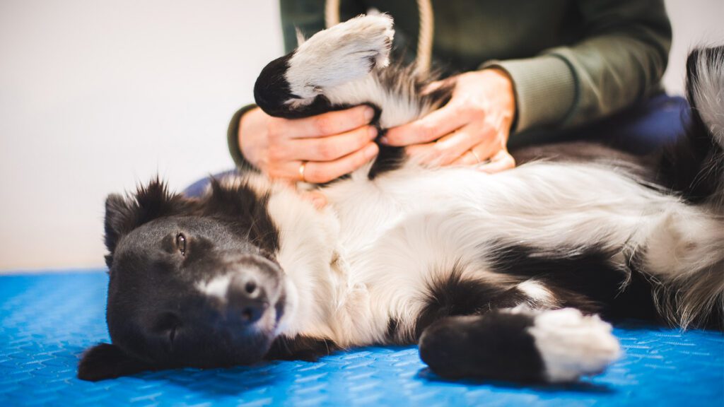 Veterinary Physical Therapy