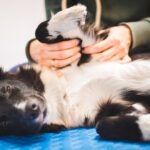 Veterinary Physical Therapy