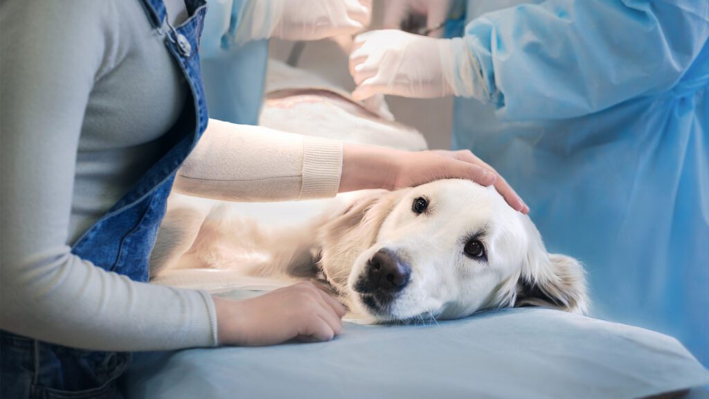 When Dogs Tear Their “ACL”: Understanding CCL Injuries and Non-Surgical Healing Options