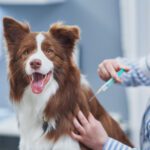 Vaccine Hesitancy with Fox Run Animal Hospital