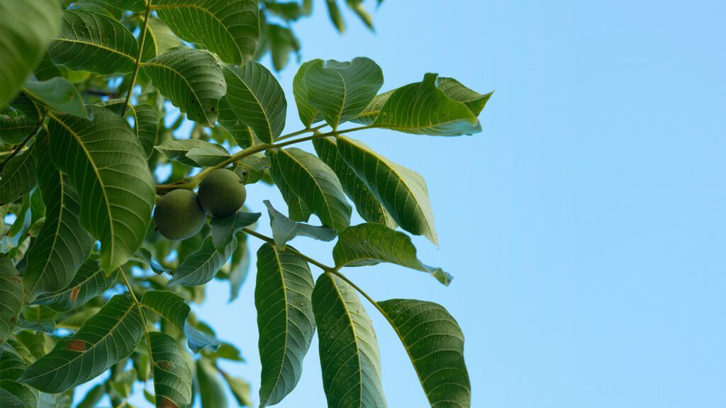 Why Early Spring Is the Perfect Time to Trim Your Fruit Trees