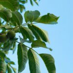 Why Early Spring Is the Perfect Time to Trim Your Fruit Trees