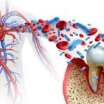 Gum Disease and Heart Disease: What’s the Connection?