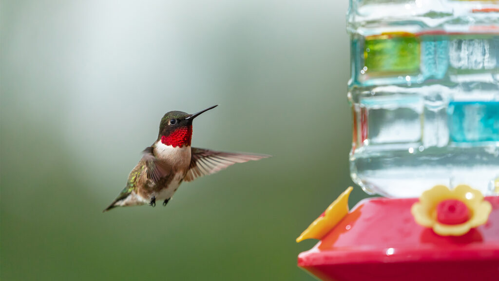 April is a Month of Massive Bird Migration into Minnesota
