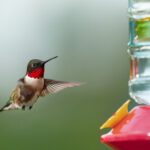 April is a Month of Massive Bird Migration into Minnesota