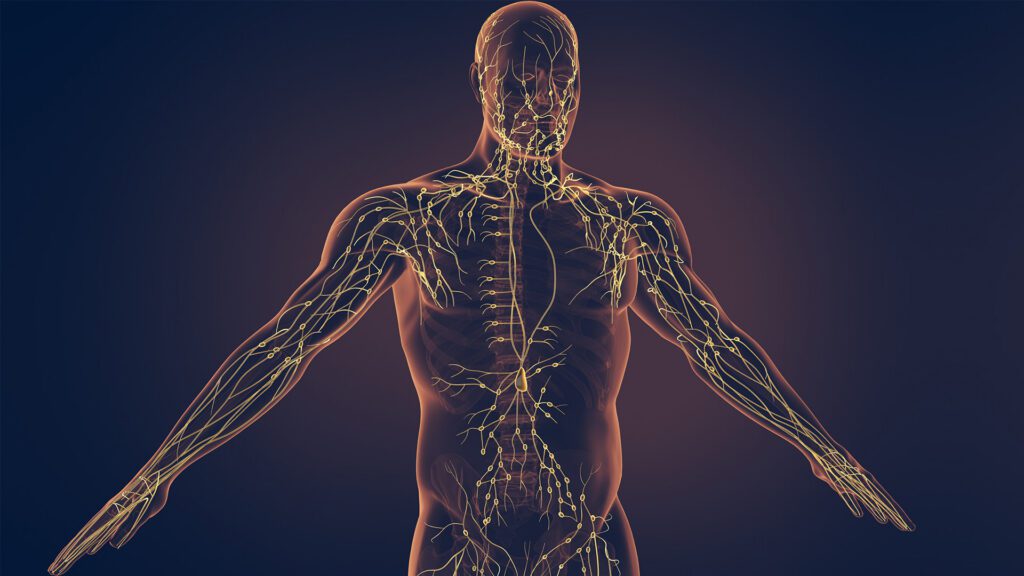 Your Lymphatic System: What Is It, What Does It Do, and Why Should You Care?