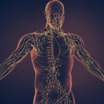 Your Lymphatic System: What Is It, What Does It Do, and Why Should You Care?