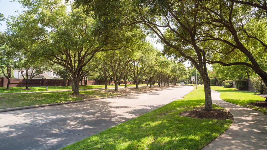 Rooted in Care: Spring Tree Tips for Local Homeowner