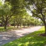 Rooted in Care: Spring Tree Tips for Local Homeowner
