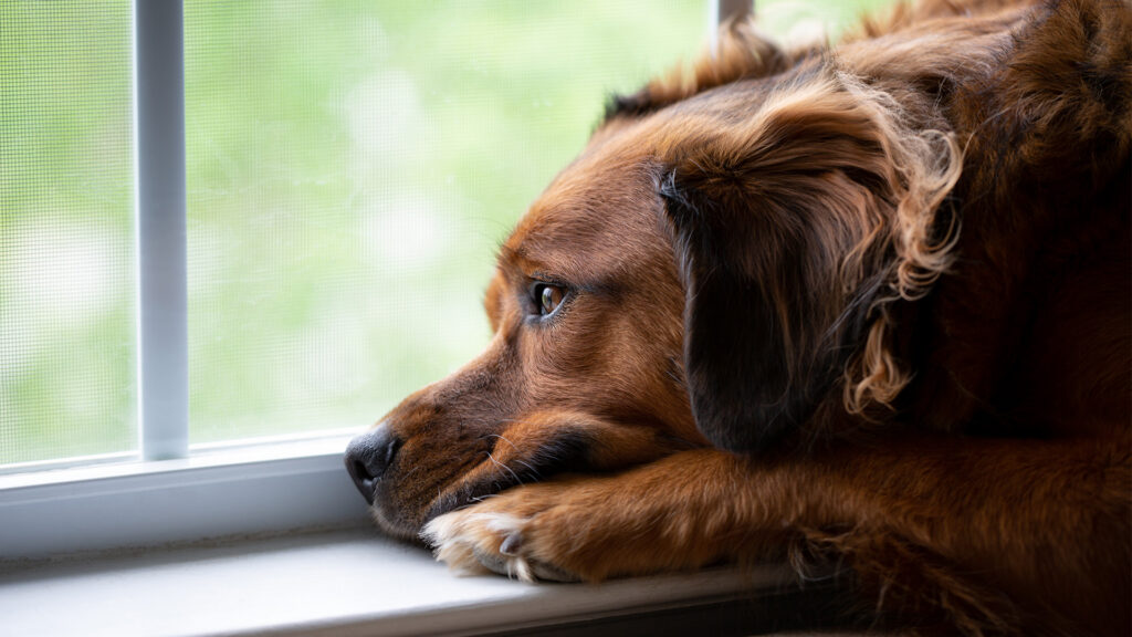 Understanding Dog Anxiety: How to Help Your Stressed Pup Feel Safe Again