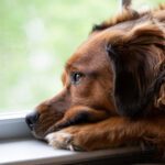 Understanding Dog Anxiety: How to Help Your Stressed Pup Feel Safe Again