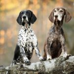 Spring in Miami: A Season of Renewal for Our Dogs