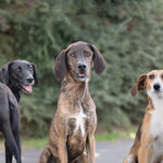 Remy, Dodge, and Derby