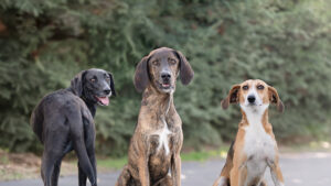 3 dogs-Coombs Kennels
