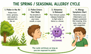 Seasonal Allergy Cycle