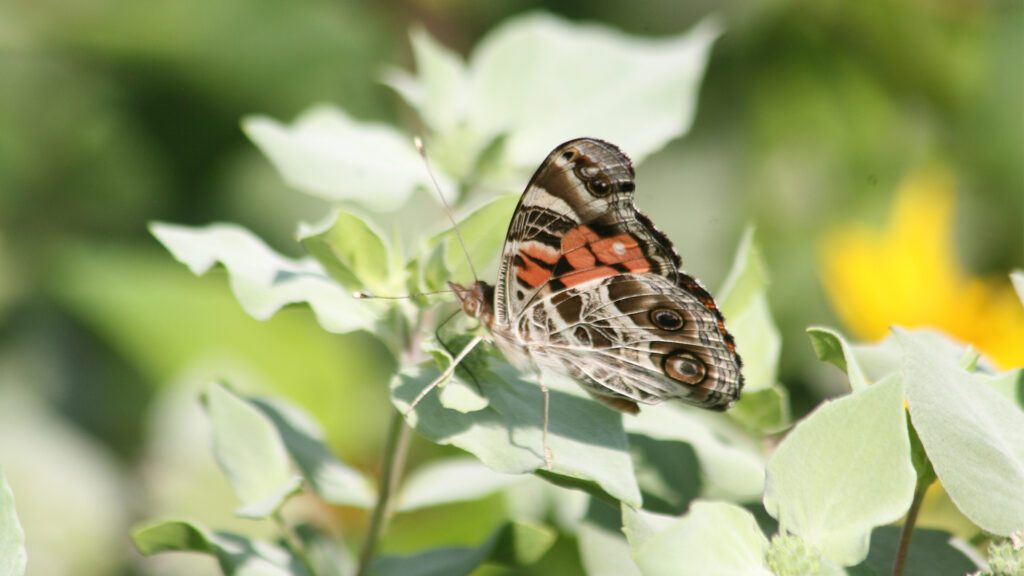 Where Pollinators Thrive: Finding the Quiet Moments