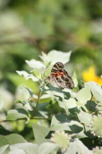 American Lady butterfly-Monarch butterfly-Brent & Becky's