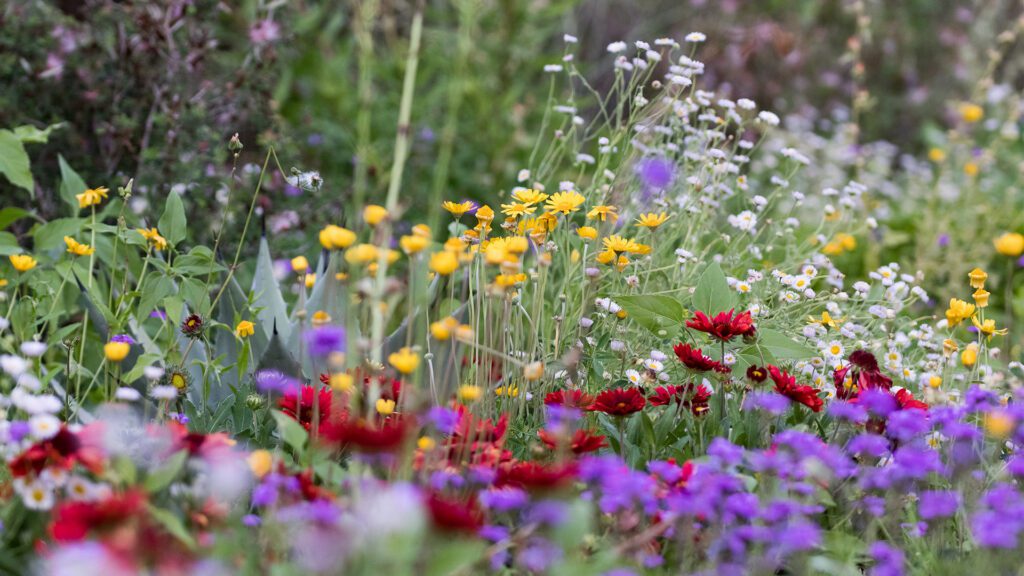 Summer Wildflowers in the Garden