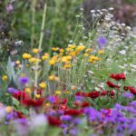 Summer Wildflowers in the Garden