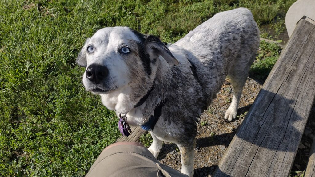 Helping Pets Thrive at Every Stage: Special Needs, Senior Care and Weight Management in Our PT Gym