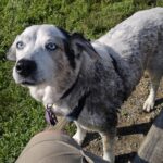 Helping Pets Thrive at Every Stage: Special Needs, Senior Care and Weight Management in Our PT Gym
