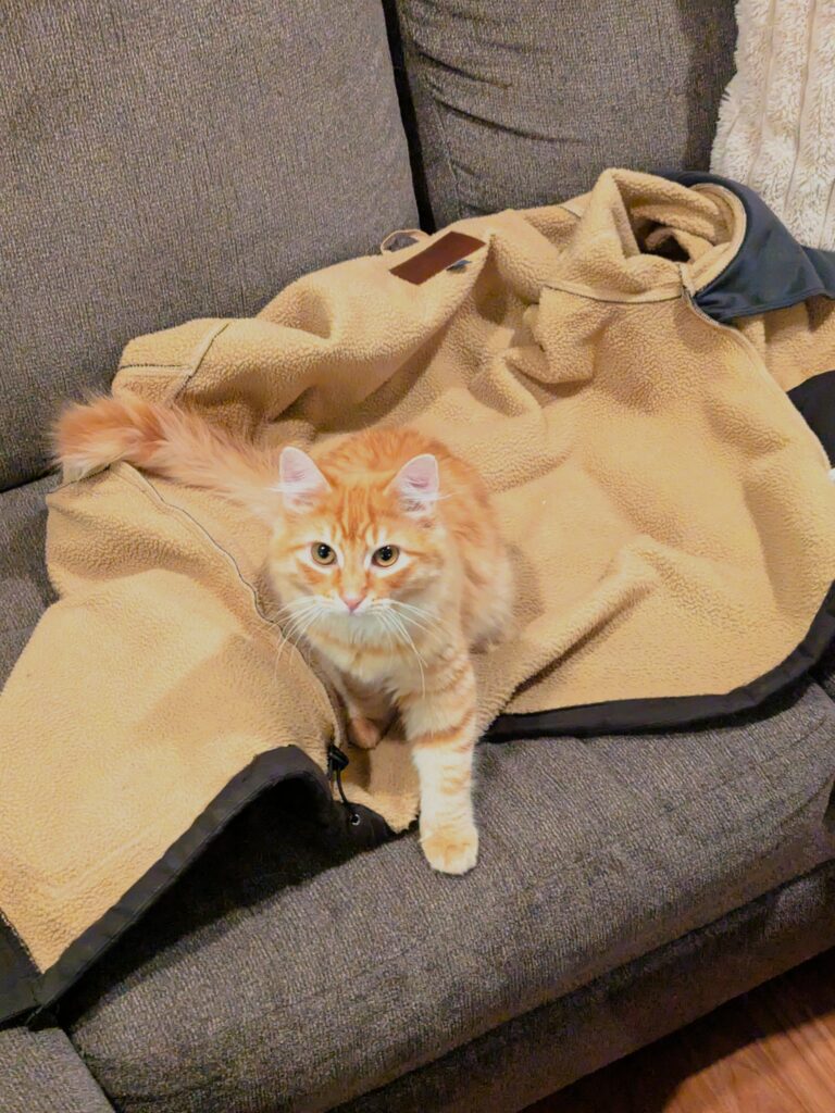 The Property Butler bean cat