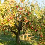 The Hidden Cost of Shade: How a Beloved Backyard Tree Nearly Shut Down a Home’s Sewer System