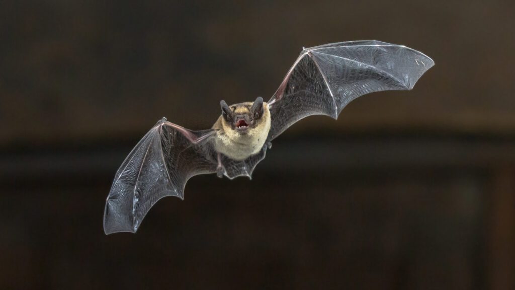 Bats in Ohio: Our Nighttime Heroes