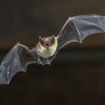 Bats in Ohio: Our Nighttime Heroes