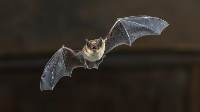 Bats in Ohio: Our Nighttime Heroes