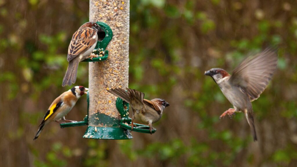 Prepare Your Yard for Summer Bird Feeding