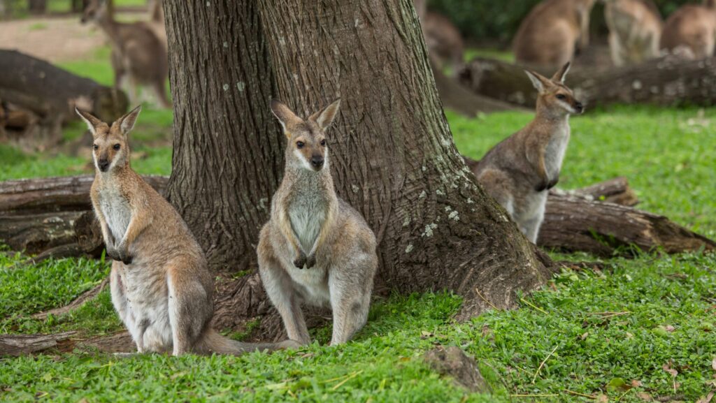 Land of Kangaroos and Kiwis: Cruising Down Under