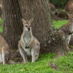 Land of Kangaroos and Kiwis: Cruising Down Under
