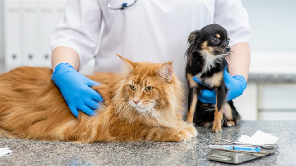 What Your Pet’s Annual Exam Actually Does (and Why It Matters More Than You Think)