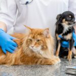 What Your Pet’s Annual Exam Actually Does (and Why It Matters More Than You Think)