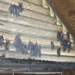 More Than Removal: Why Exclusion Matters in Wildlife Control