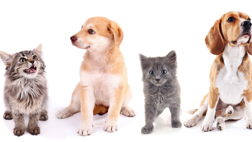 Understanding Incontinence in Pets: A Guide for Pet Owners