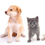 Understanding Incontinence in Pets: A Guide for Pet Owners